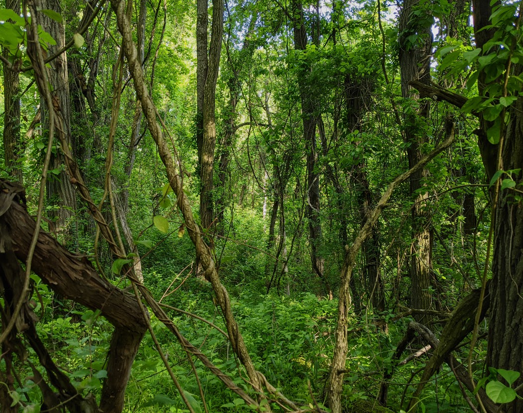 Stewardship Days - Hays Woods Park- 3rd Tuesday of Month - Pittsburgh ...